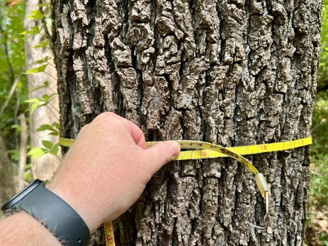 Hunting & Timber Land Tract