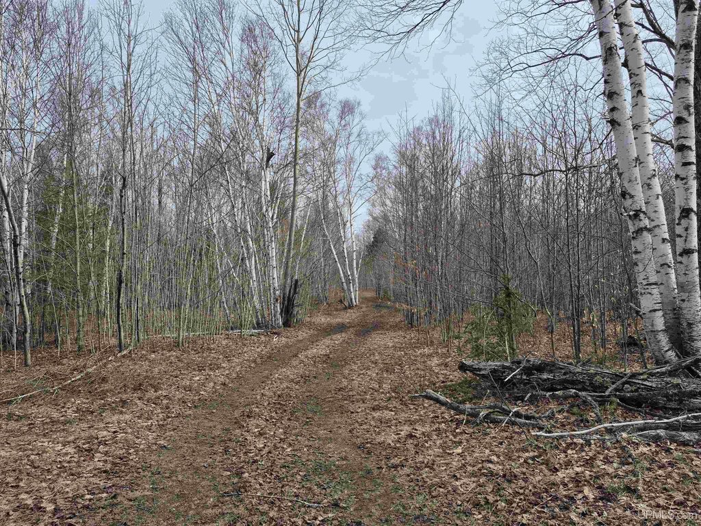 Picture 31
