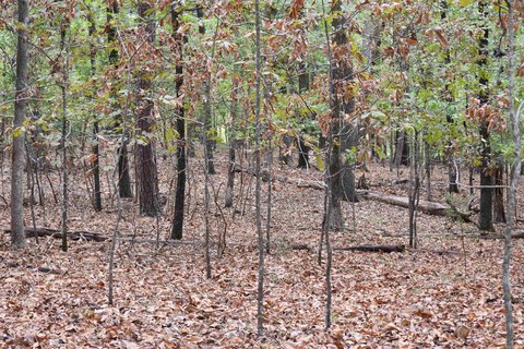 Vacant Land, Hot Springs, AR
