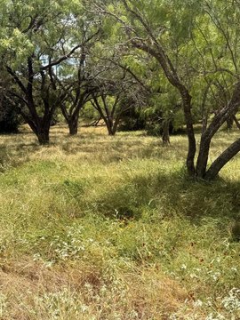Residential Homesite with Mature Trees
