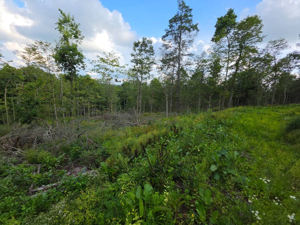 Picture 50