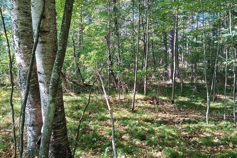 Land, Lake Tomahawk, WI