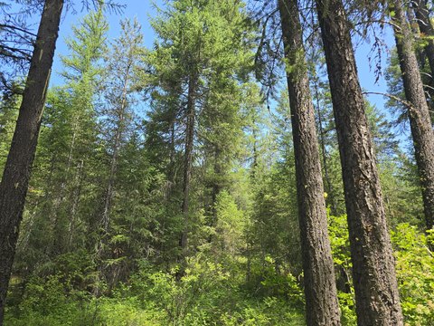 Forestry and Recreation Land Parcel