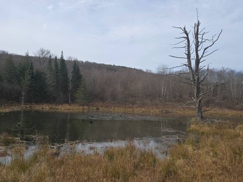Wooded Hunting Land with Beaver Ponds