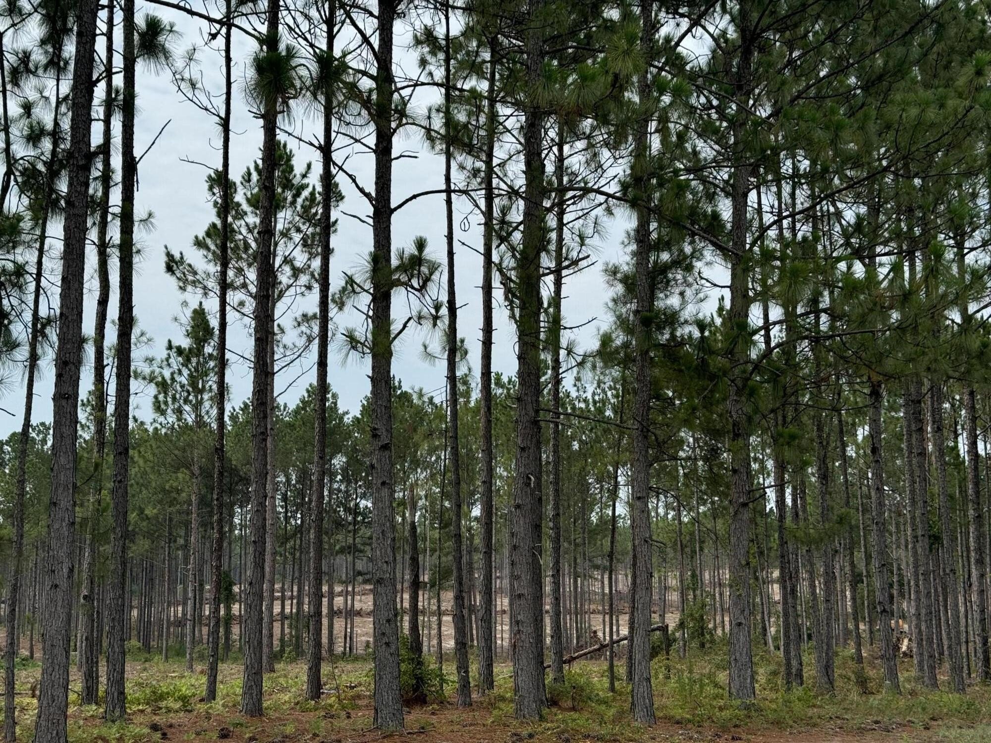 Aiken Land with Equestrian Features