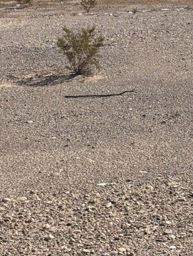 8.67 Acres in Yucca, AZ