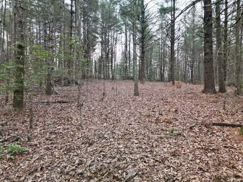 Land in Wooded Murphy Setting