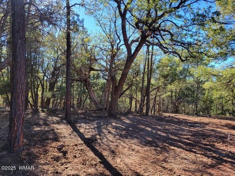 Heavily Treed Lot in Show Low