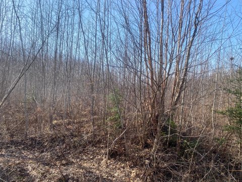 360 Acres of Forestland