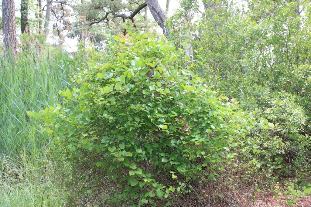 Picture 11