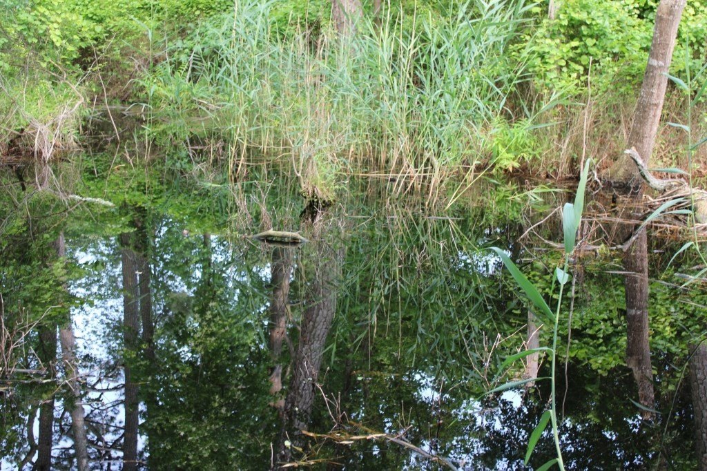 Picture 5