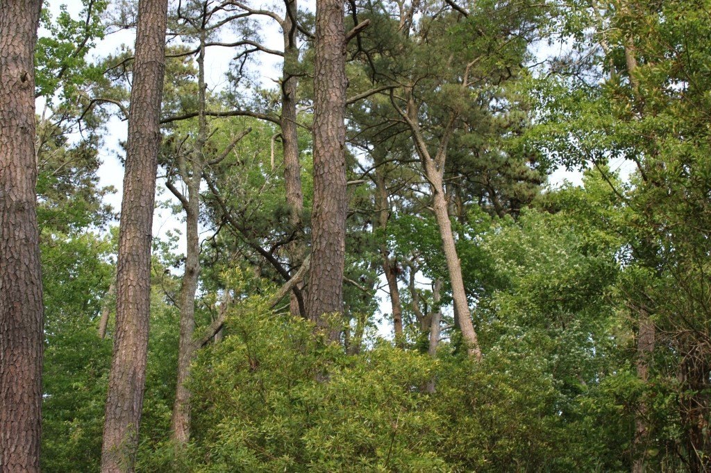 Picture 9