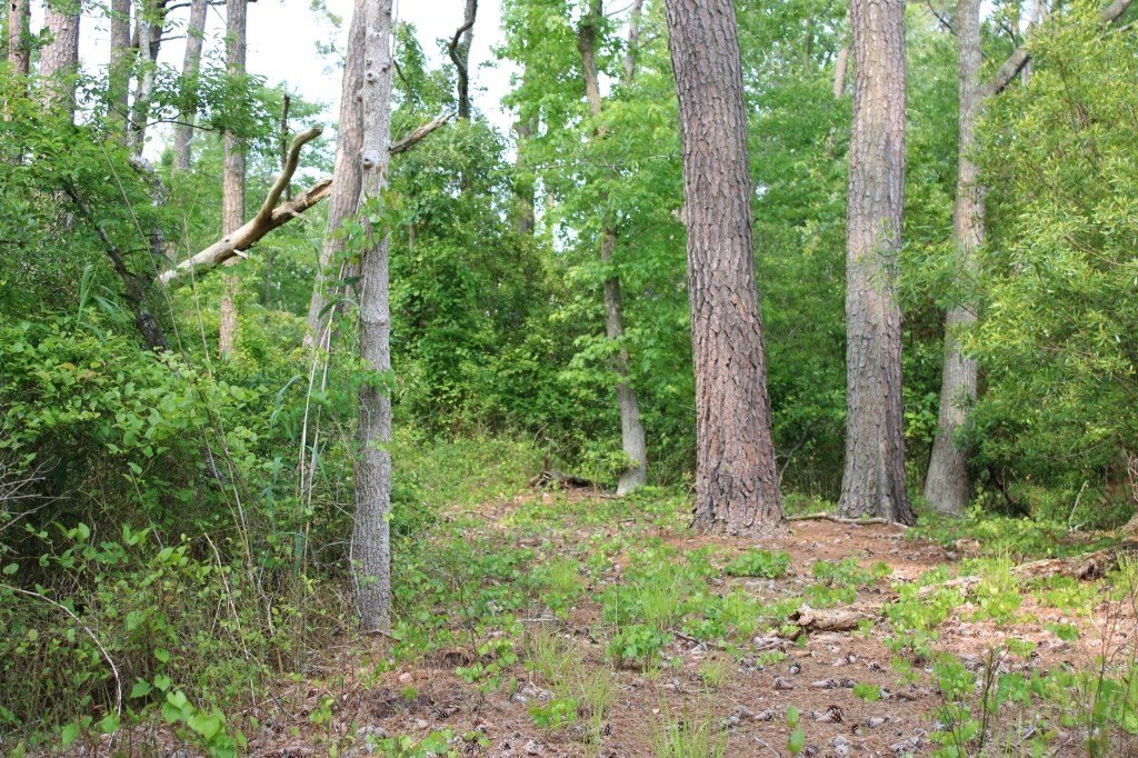 Picture 4