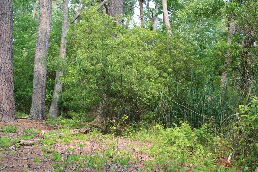 Picture 8