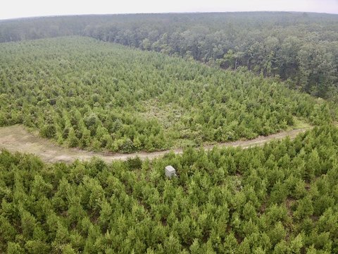 Hunting and Recreation Land with Pines