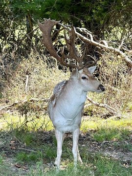 Kosse Ranch with Exotics Paradise