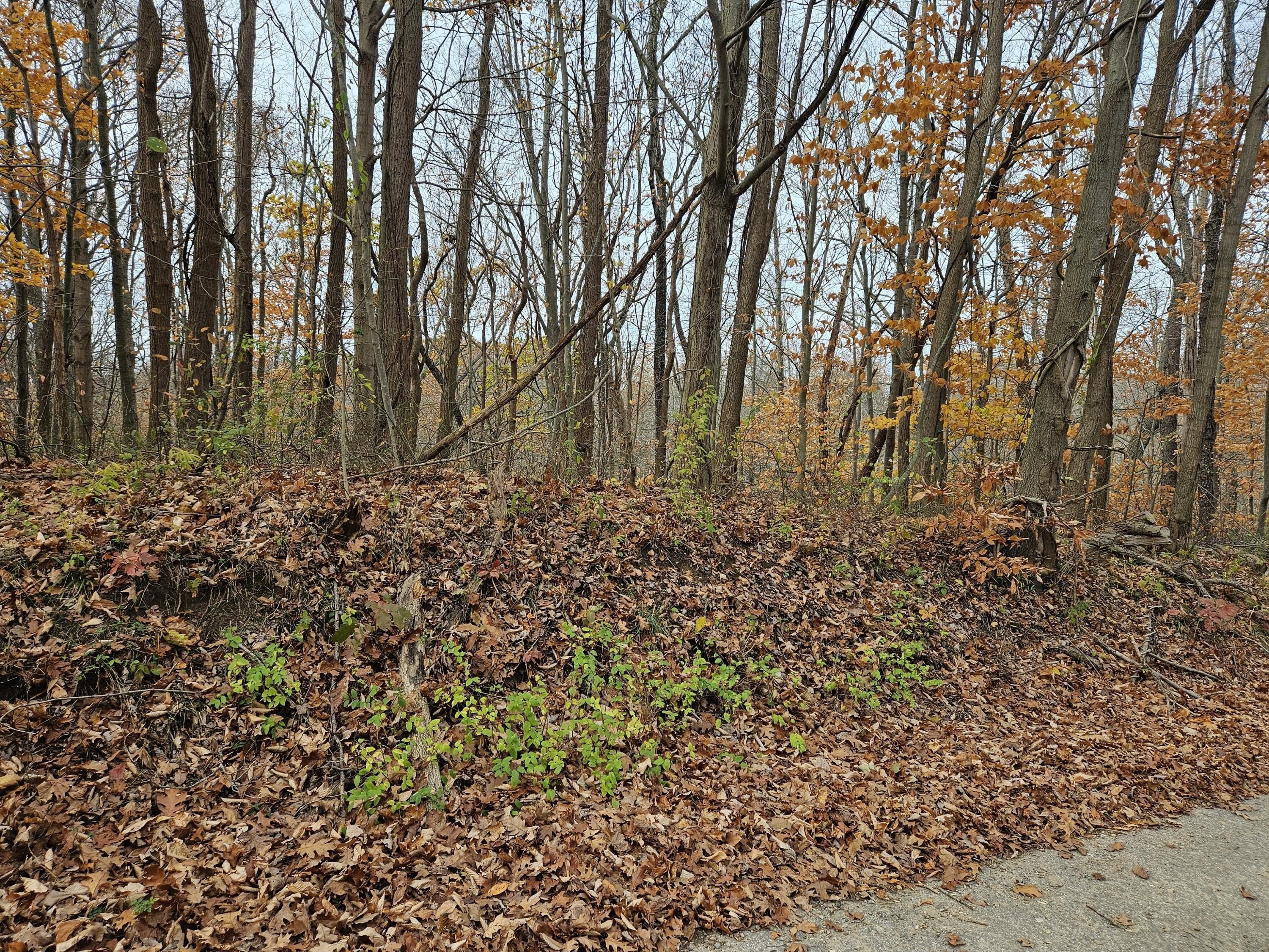 Coloma Land Near Lake Michigan