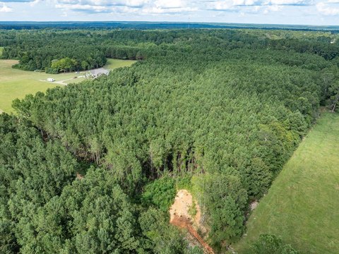 Secluded Wooded Land in Petal