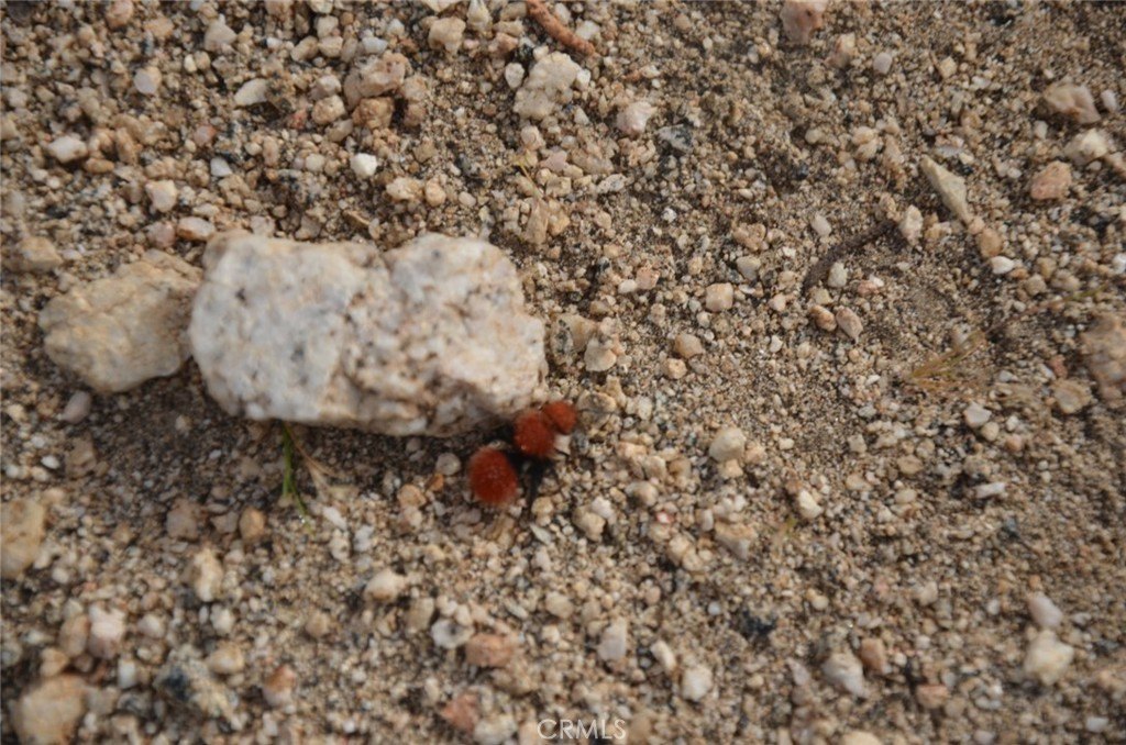 Picture 61