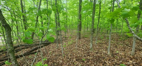 Buildable Wooded Home Lot