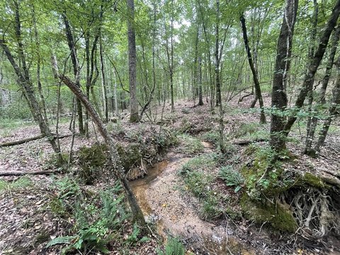 20 Acres Hunting Land, Hazlehurst