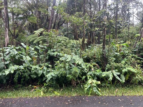 Land, Volcano, HI