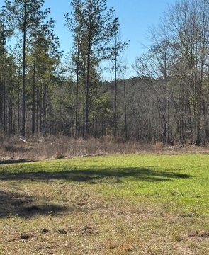 62 Acres Hunting Land Homesite