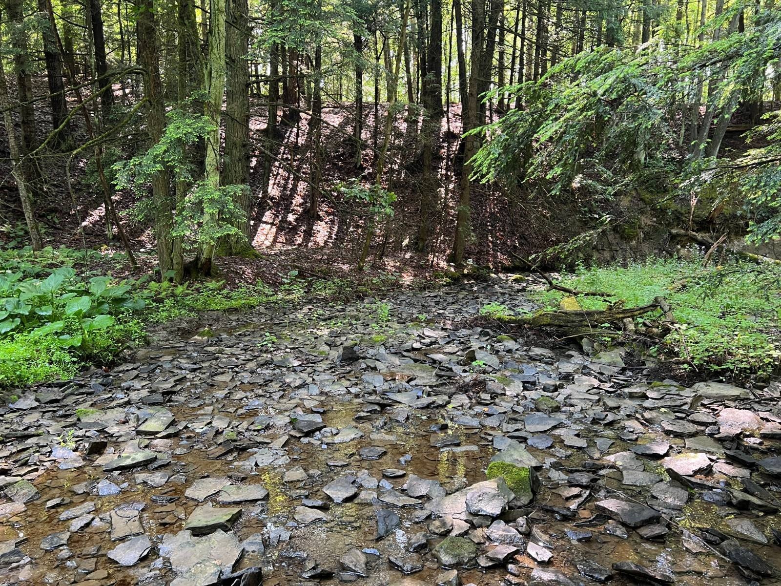 Secluded Wooded Land for Hunting
