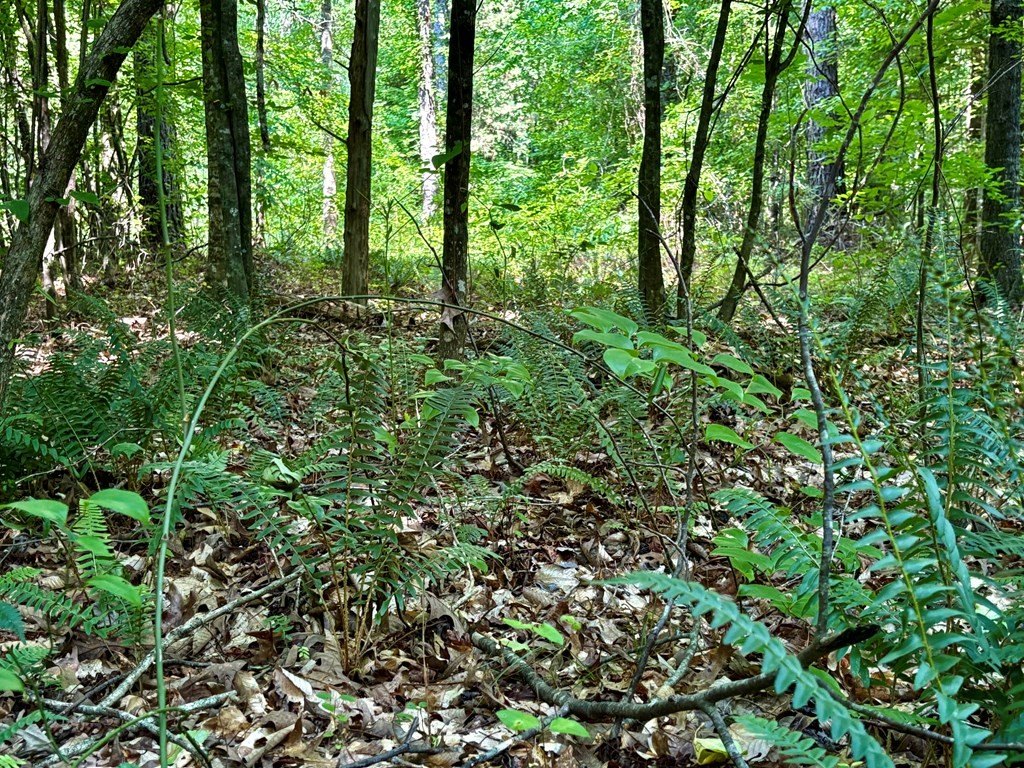 Picture 19