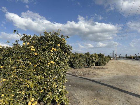 Highway 65 Citrus Ranch