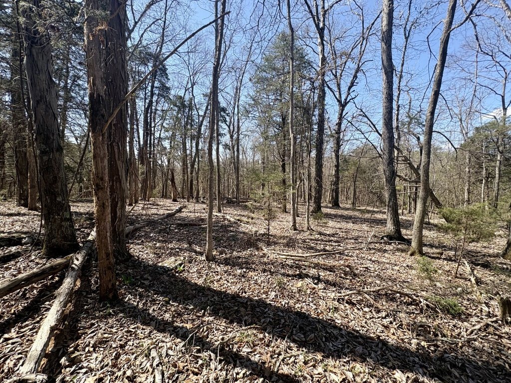 Picture 8