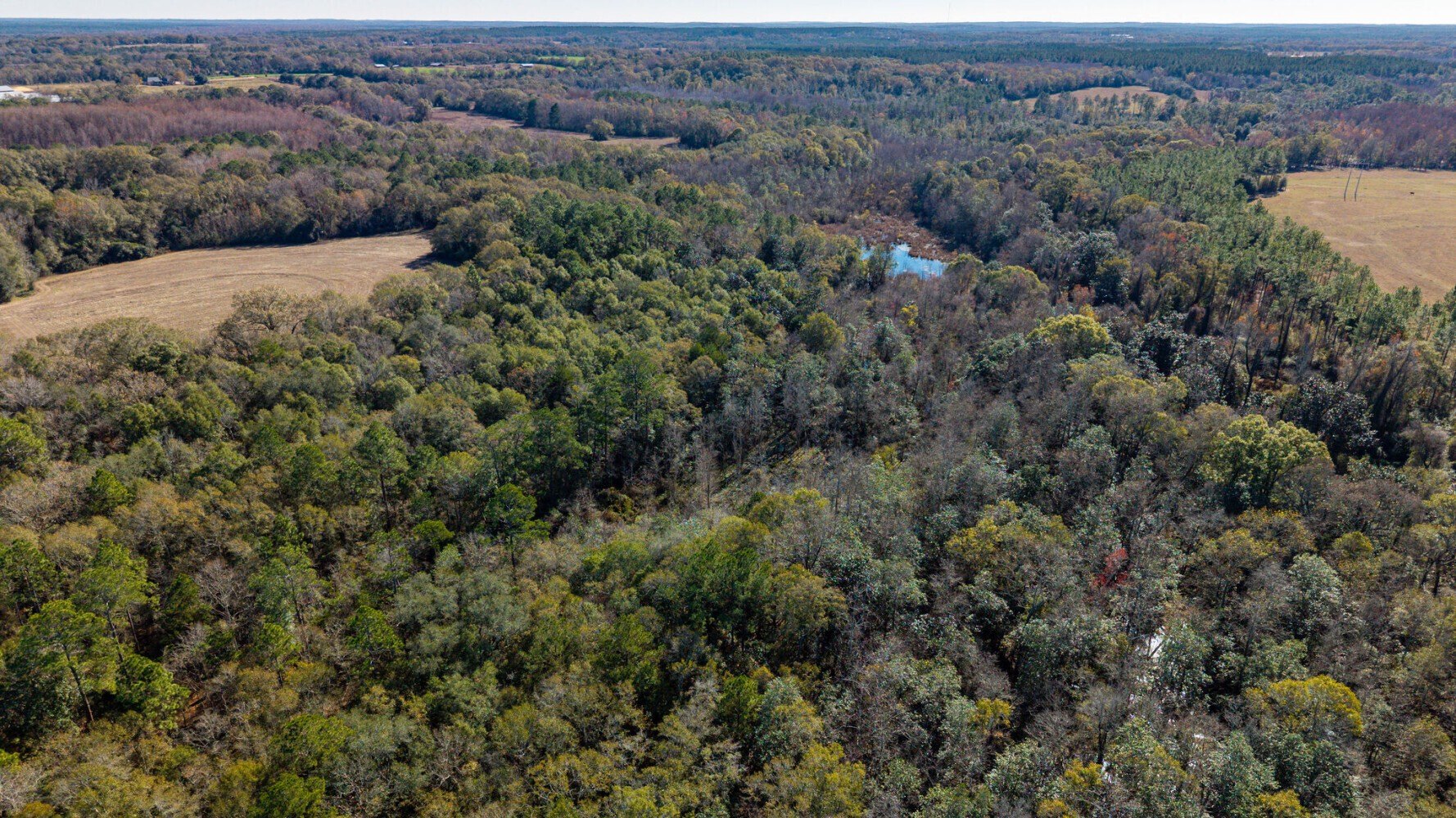 Hardwood Hunting Tract Near Dothan