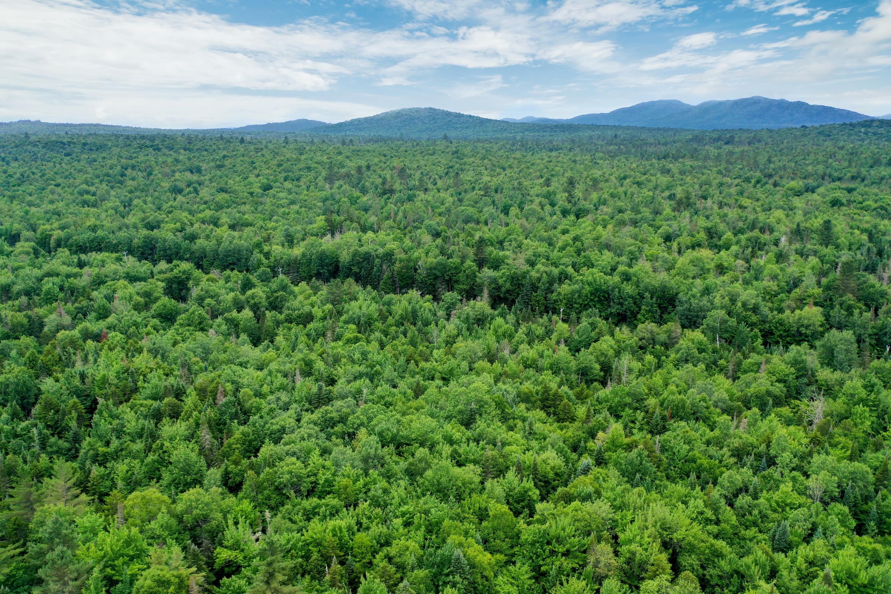 Adirondack Timberland Property For Sale