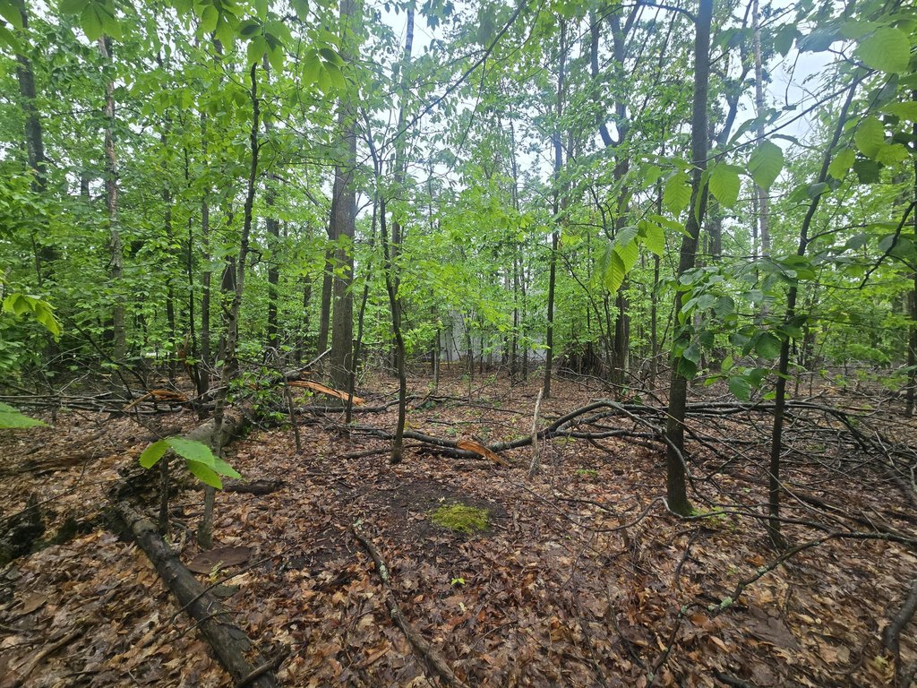 Picture 6