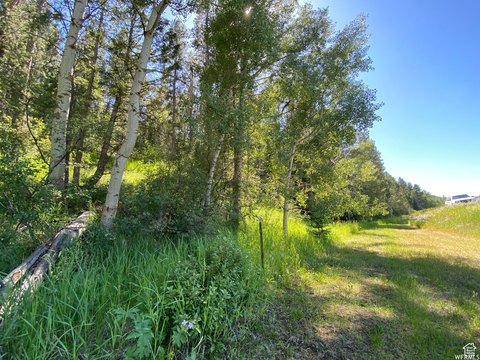 Wooded Lot in Freedom, WY
