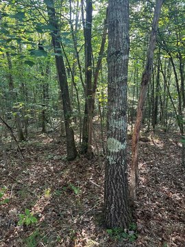Wilder, TN Wooded Acreage