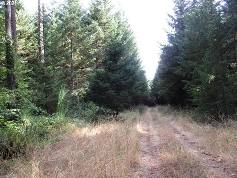Yamhill Land with Timber