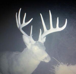 Picture 5