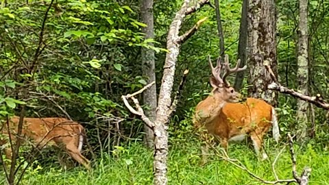 Pocono Mountains Wooded Lot