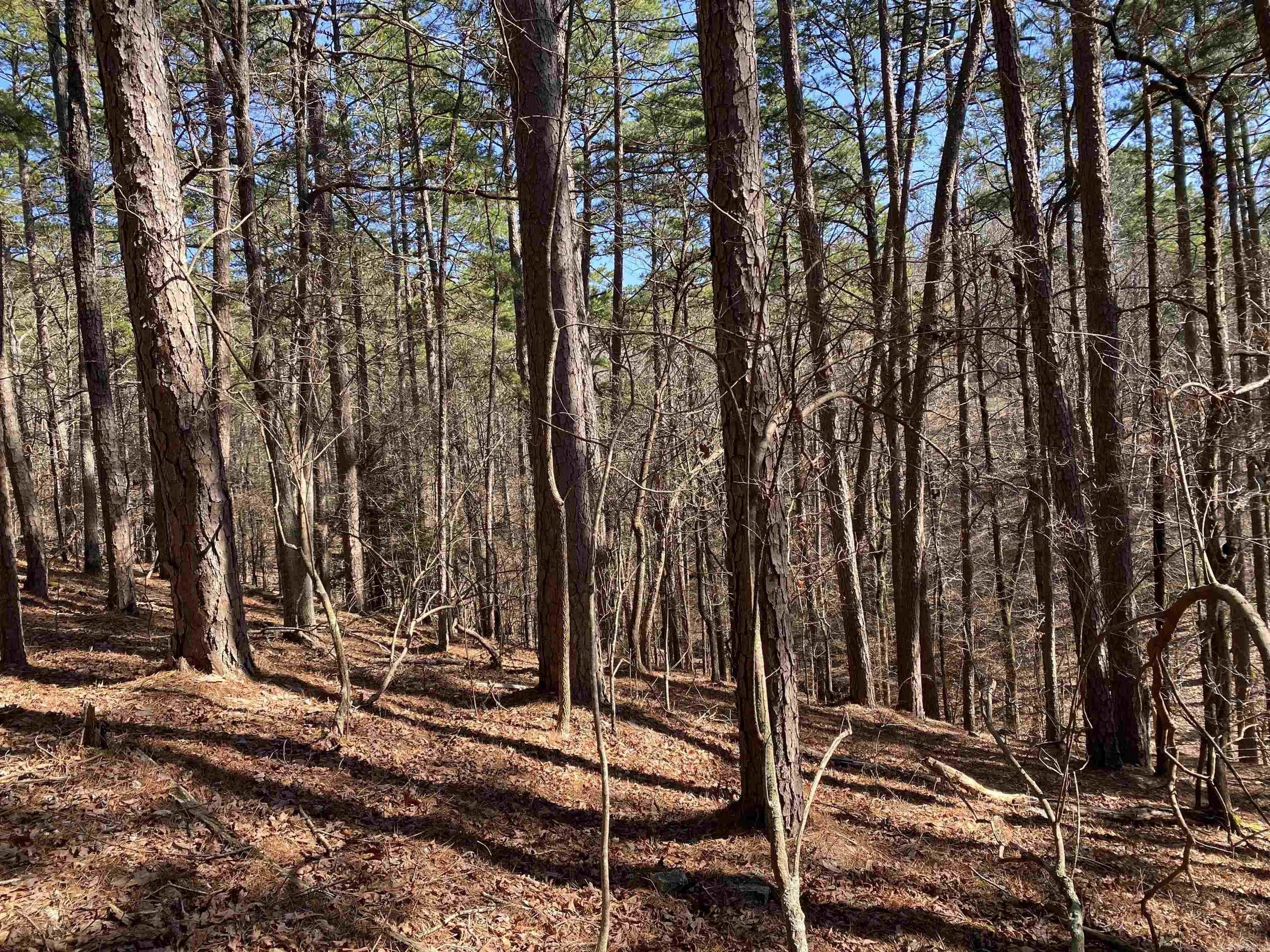 Wooded Lot Near Lake Ouachita