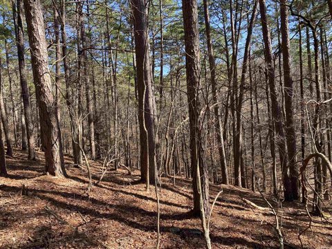 Wooded Lot Near Lake Ouachita