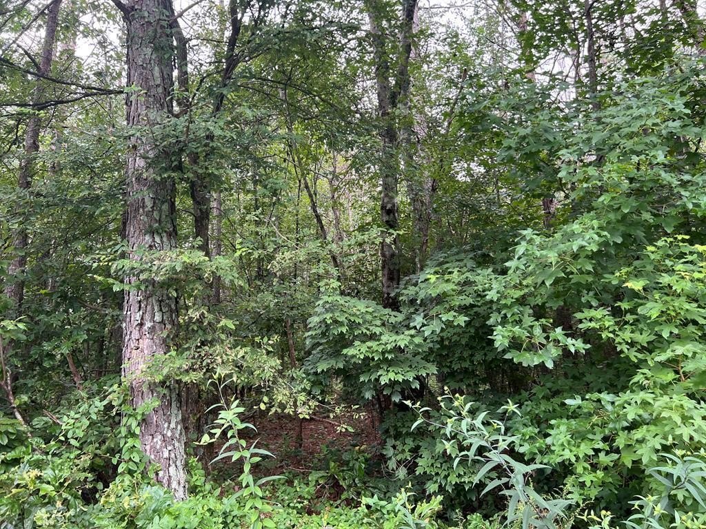 Wooded Acreage in White, Georgia
