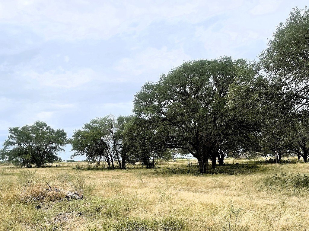 Hallettsville Acreage: Versatile Land Parcel