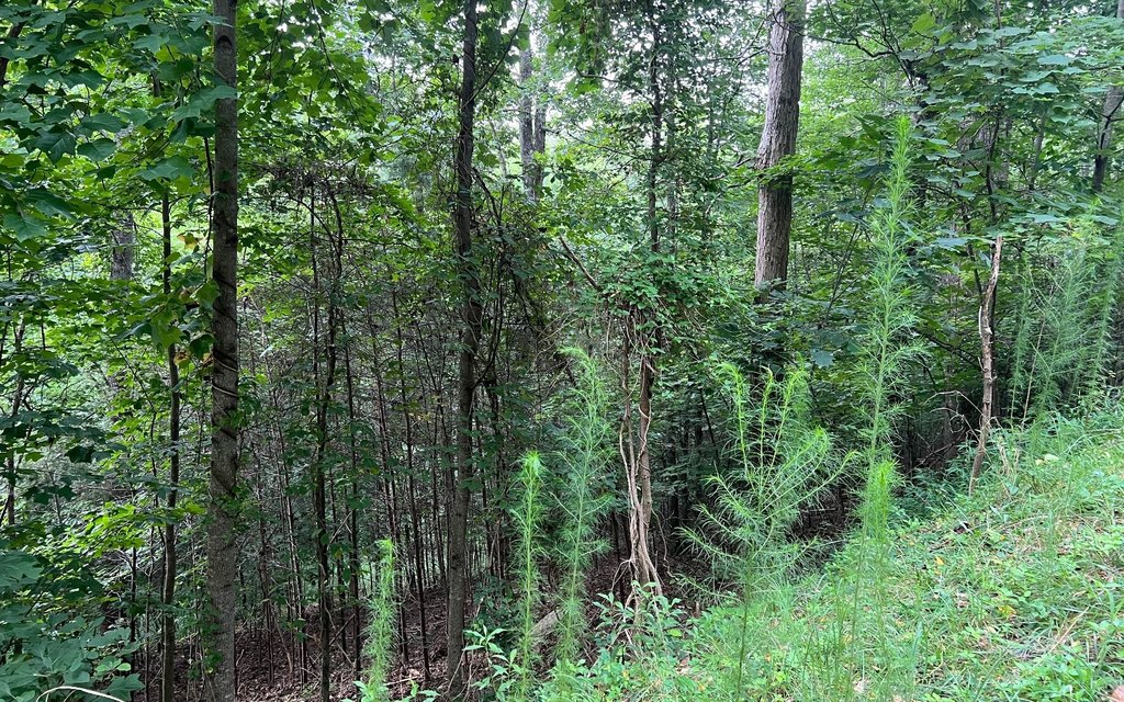 Picture 19