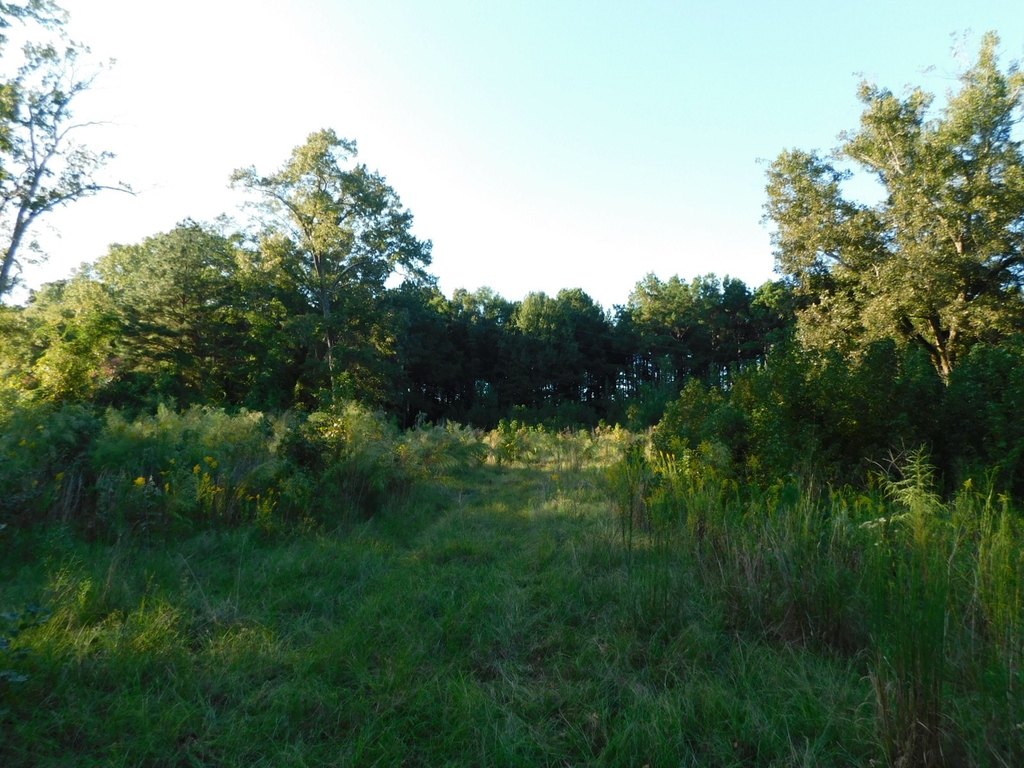 Picture 5