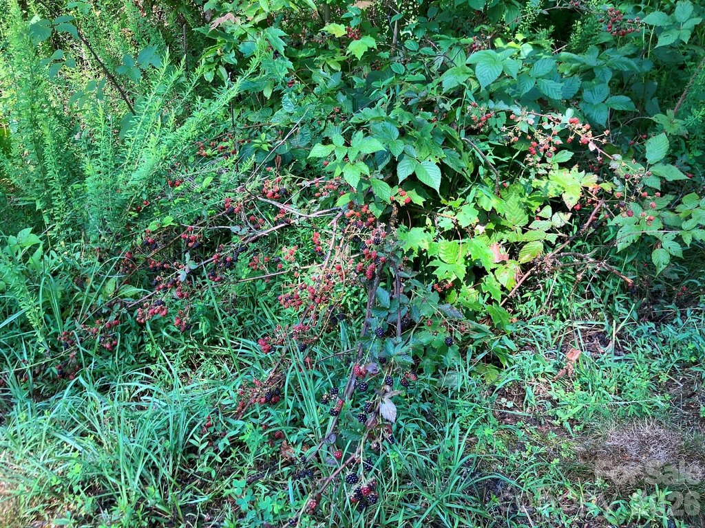 Picture 12