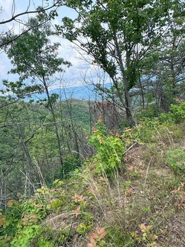 88.41 Acres Near Andrews