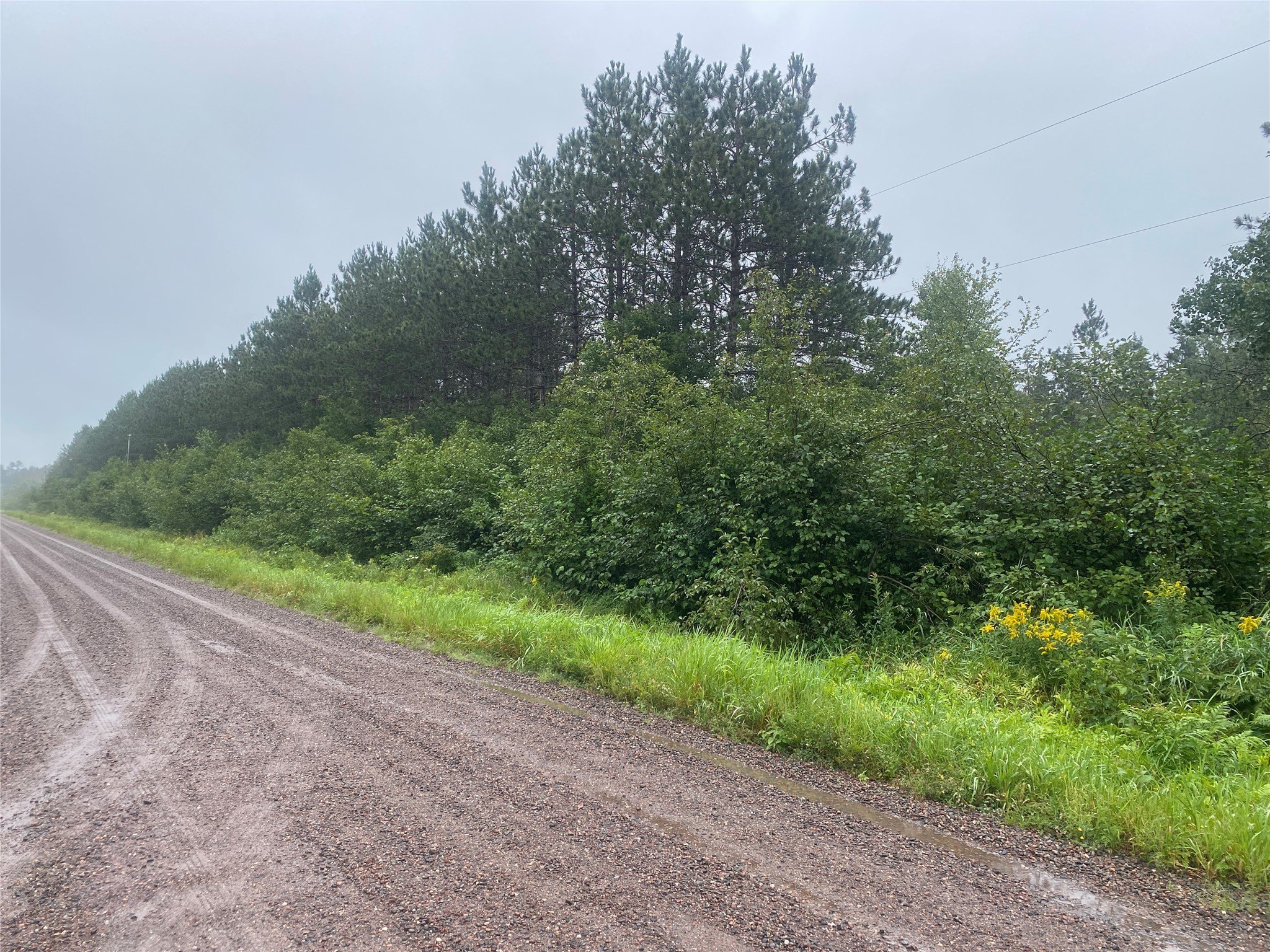 Forested Land Parcel in Bruce, WI