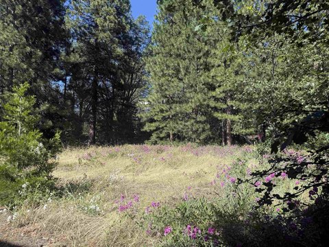 LAND - Mt Shasta, CA