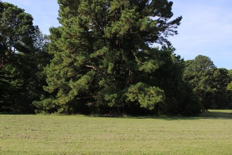Land, GREENBACKVILLE, VA